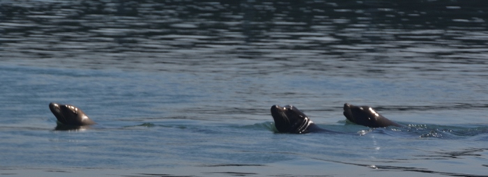 Three seals at Newport Bayfront swim in the water